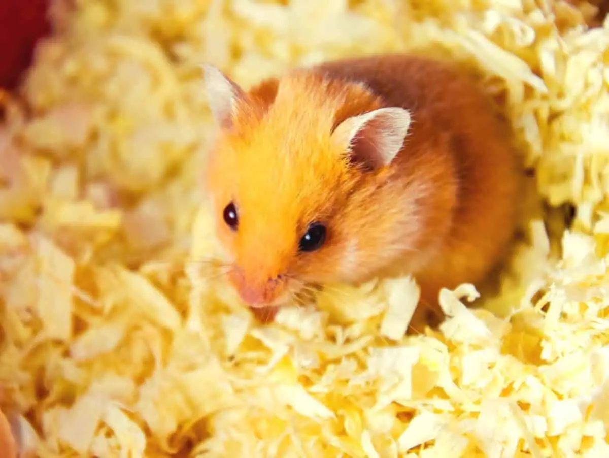 Best Hamster Bedding A Comprehensive Guide for Pet Owners