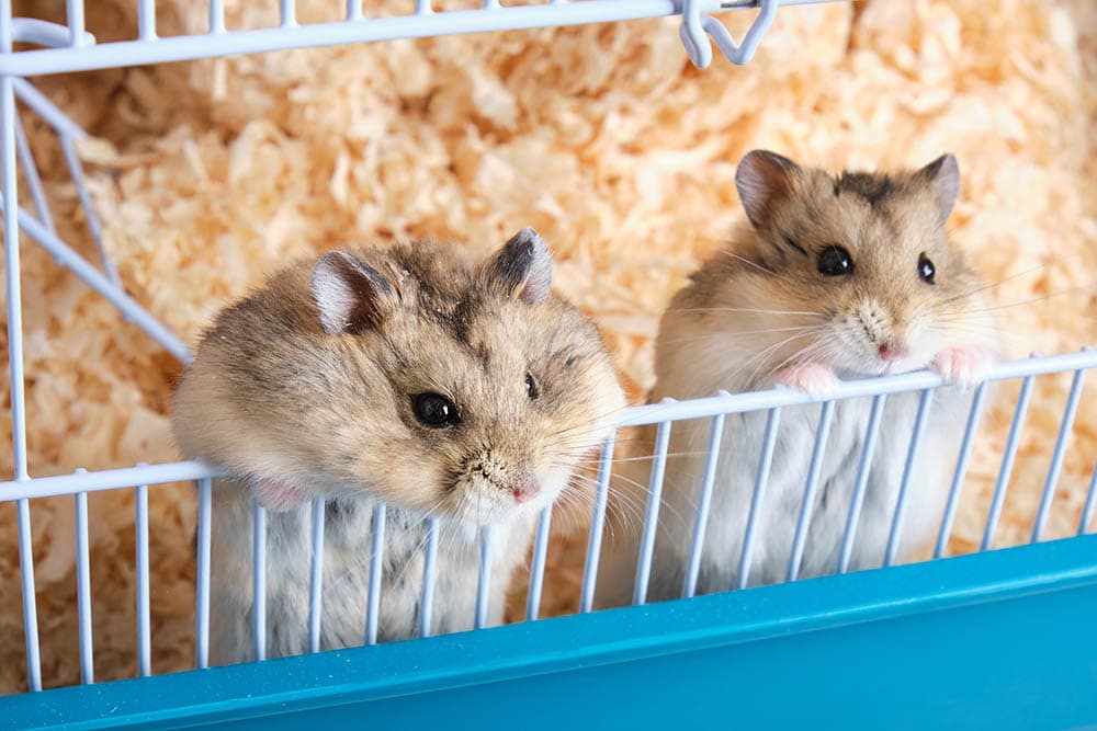 Best Hamster Bedding A Comprehensive Guide for Pet Owners