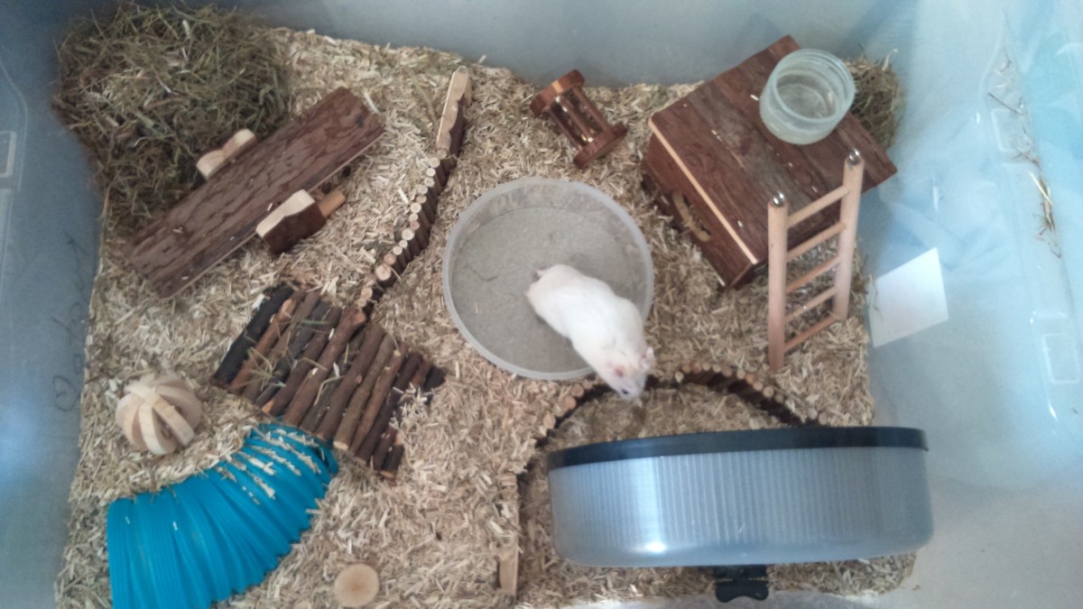 Best Hamster Bedding A Comprehensive Guide for Pet Owners