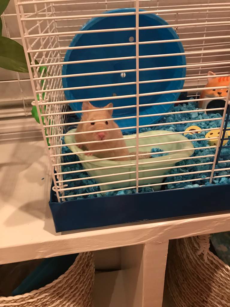 Best Hamster Cage A Comprehensive Guide