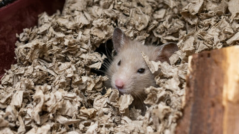 Best Hamster Cage A Comprehensive Guide