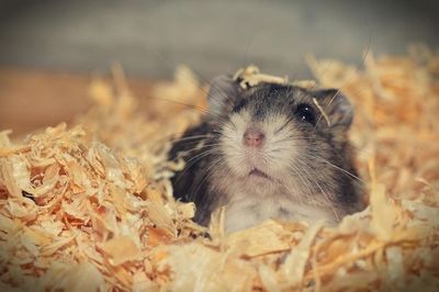Black and White Hamsters The Ultimate Guide
