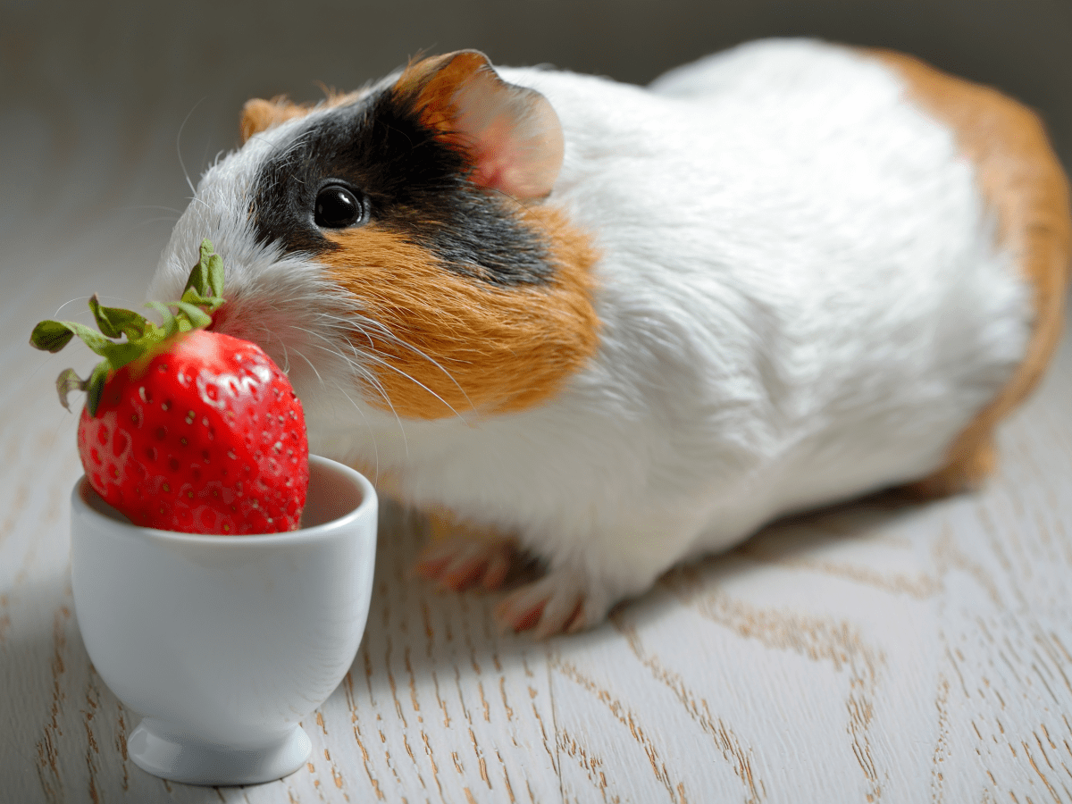 Can a Hamster Eat a Strawberry?