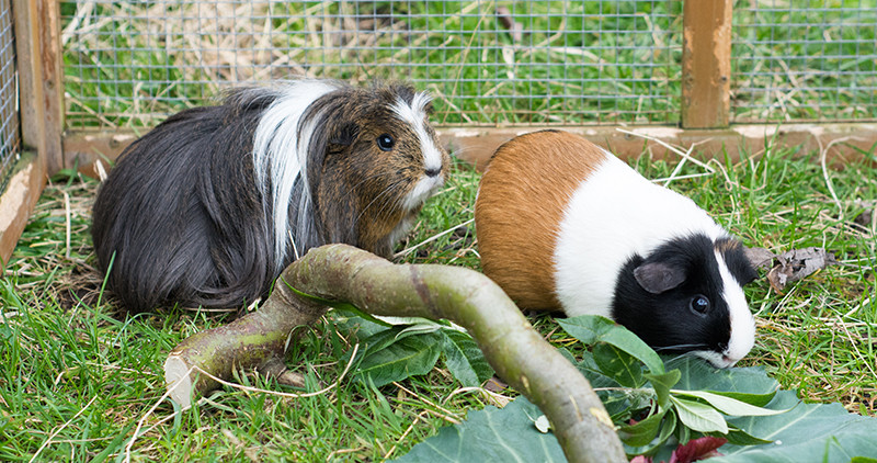 Can Guinea Pigs Eat Hamster Food?