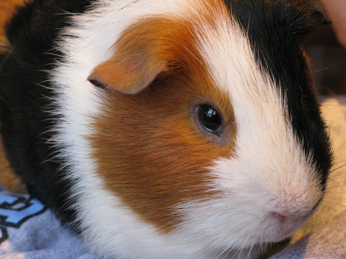 Can Guinea Pigs Eat Hamster Food?