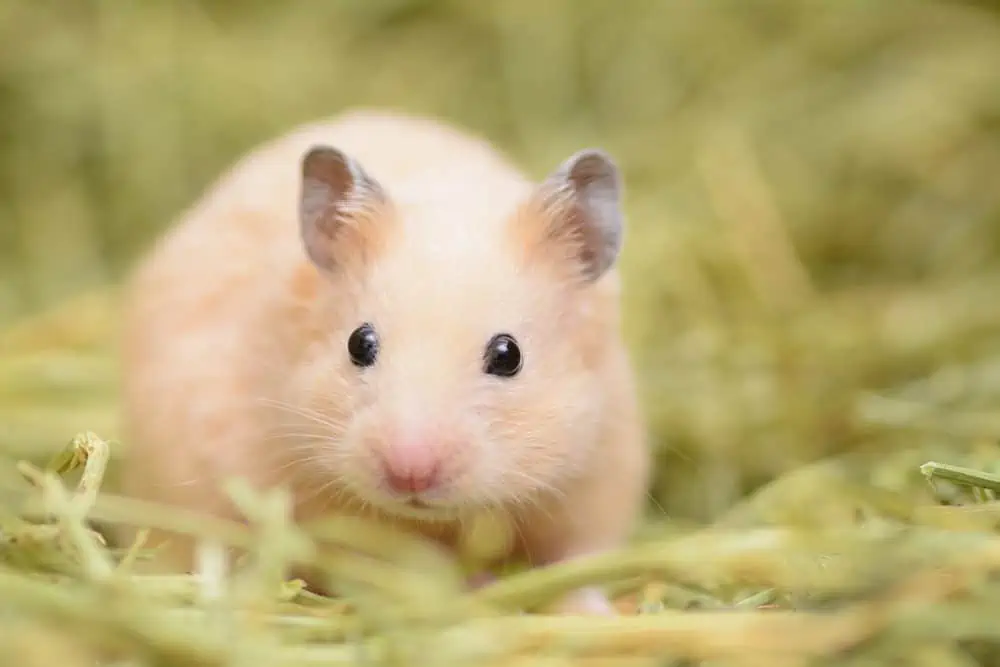 Can Rabbits Eat Hamster Food?