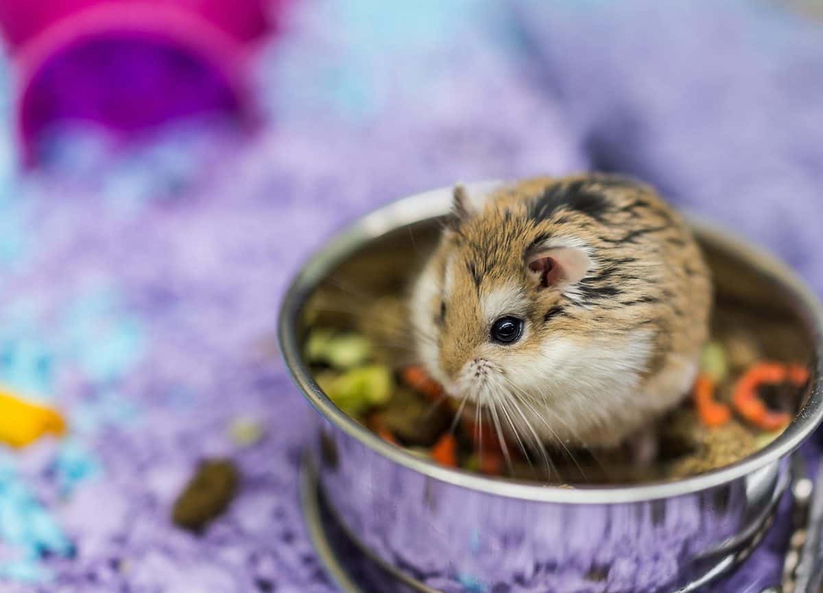 Introduction Hamsters and the Importance of a 450 Square Inch Cage