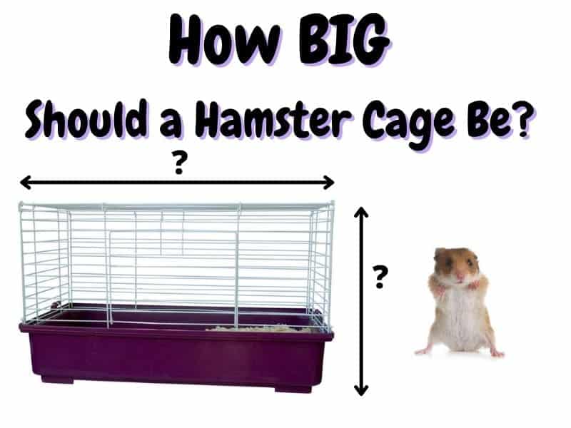 Introduction Hamsters and the Importance of a 450 Square Inch Cage