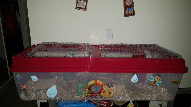 Introduction Hamsters and the Importance of a 450 Square Inch Cage