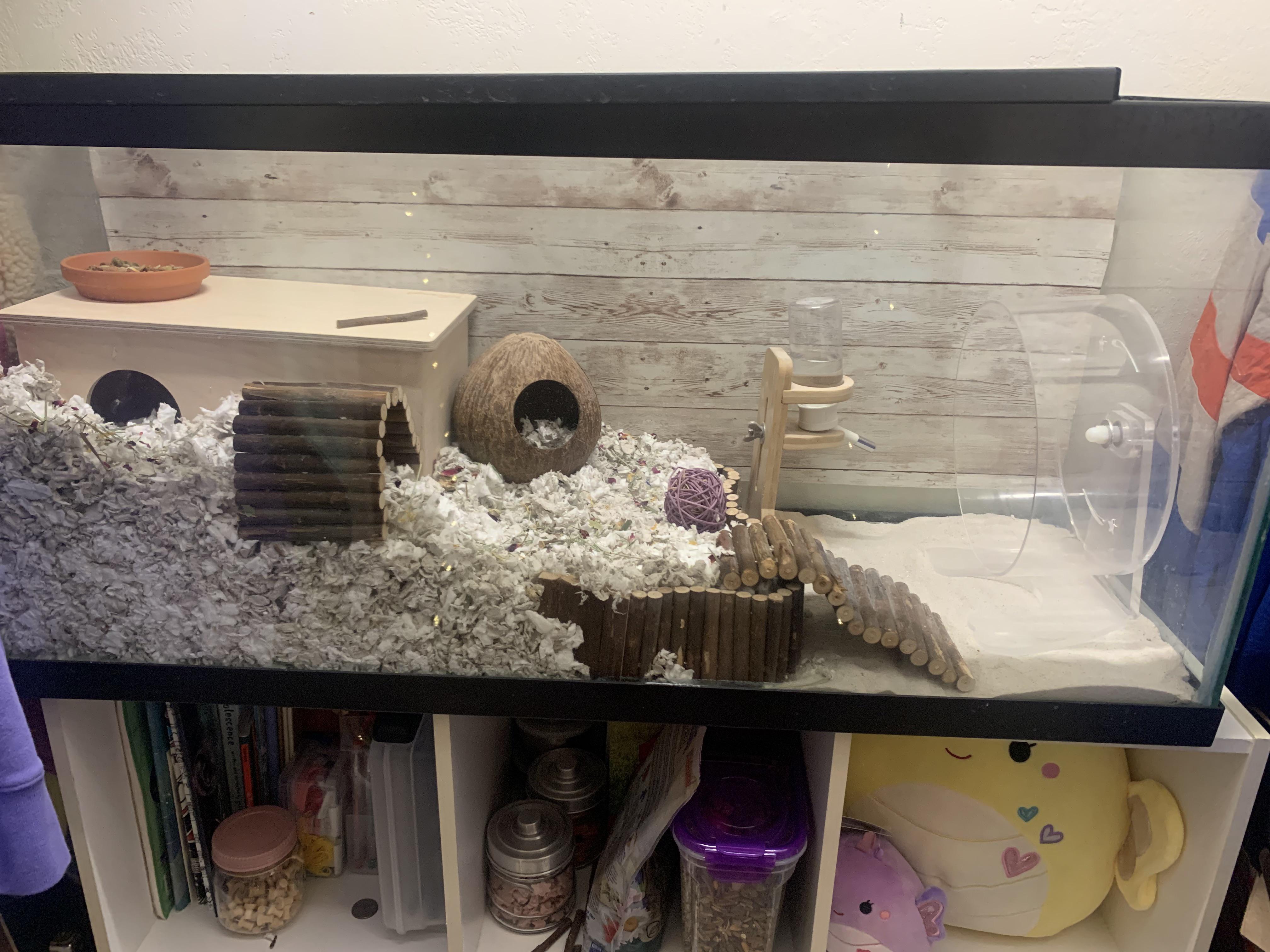 Introduction Hamsters and the Importance of a 450 Square Inch Cage