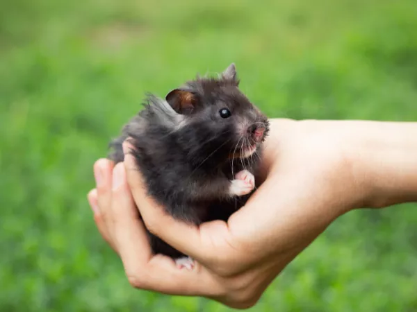 Names for a Black Hamster How to Choose the Perfect Name for Your Furry Friend