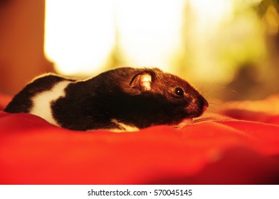 Names for a Black Hamster How to Choose the Perfect Name for Your Furry Friend