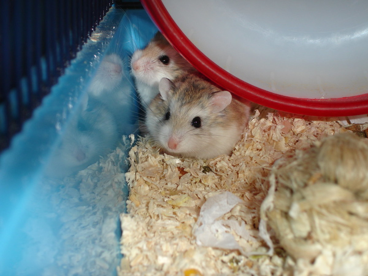 The Best Hamster Food A Comprehensive Guide to Choosing and Feeding Your Pet