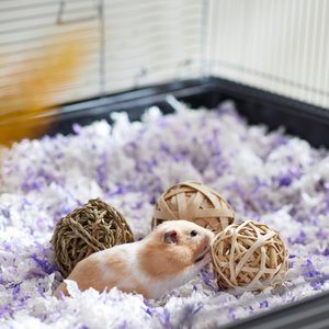 The Best Hamster Toys for a Happy and Healthy Pet