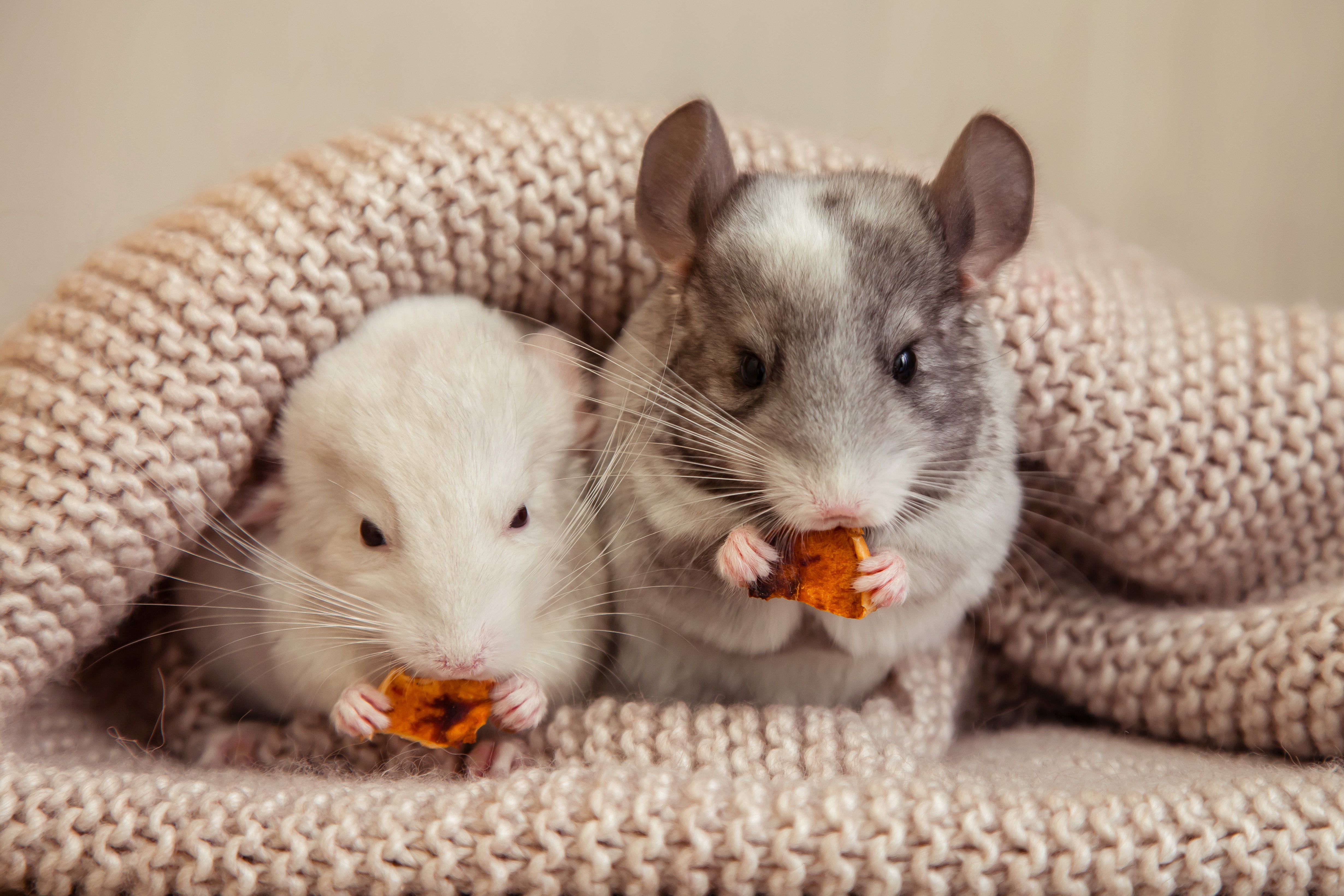 The Best Hamster Treats A Comprehensive Guide to Keeping Your Furry Friend Happy and Healthy