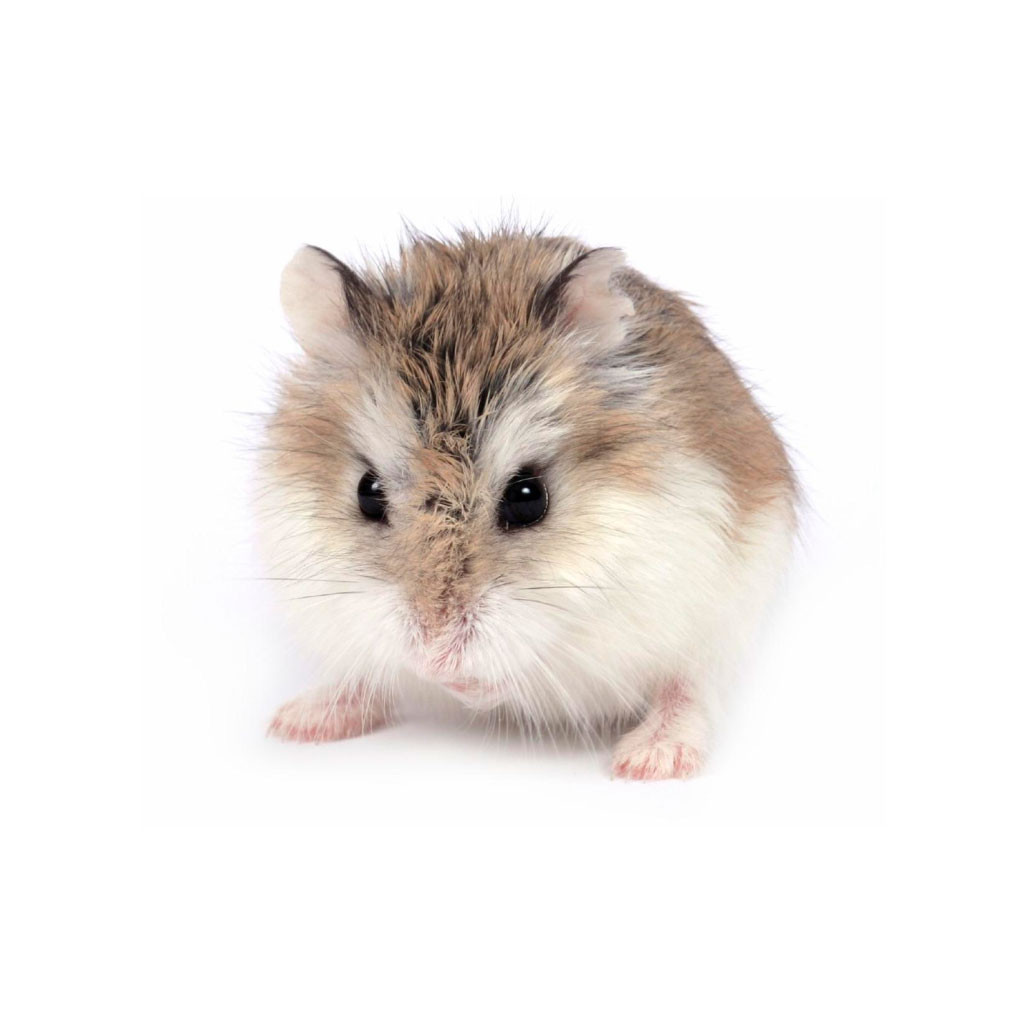 The Biggest Hamster Breeds A Comprehensive Guide