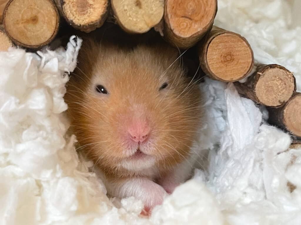 The Biggest Hamster Breeds A Comprehensive Guide