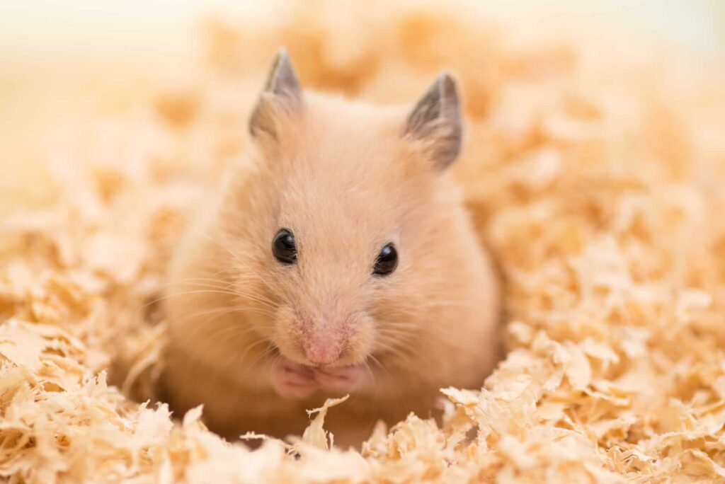 The Biggest Hamster Breeds A Comprehensive Guide