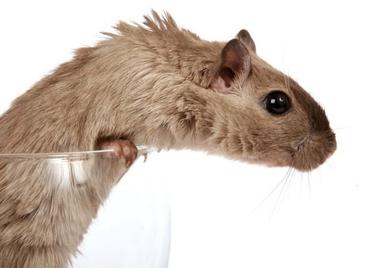 Understanding Hair Loss in Hamsters Causes and Solutions