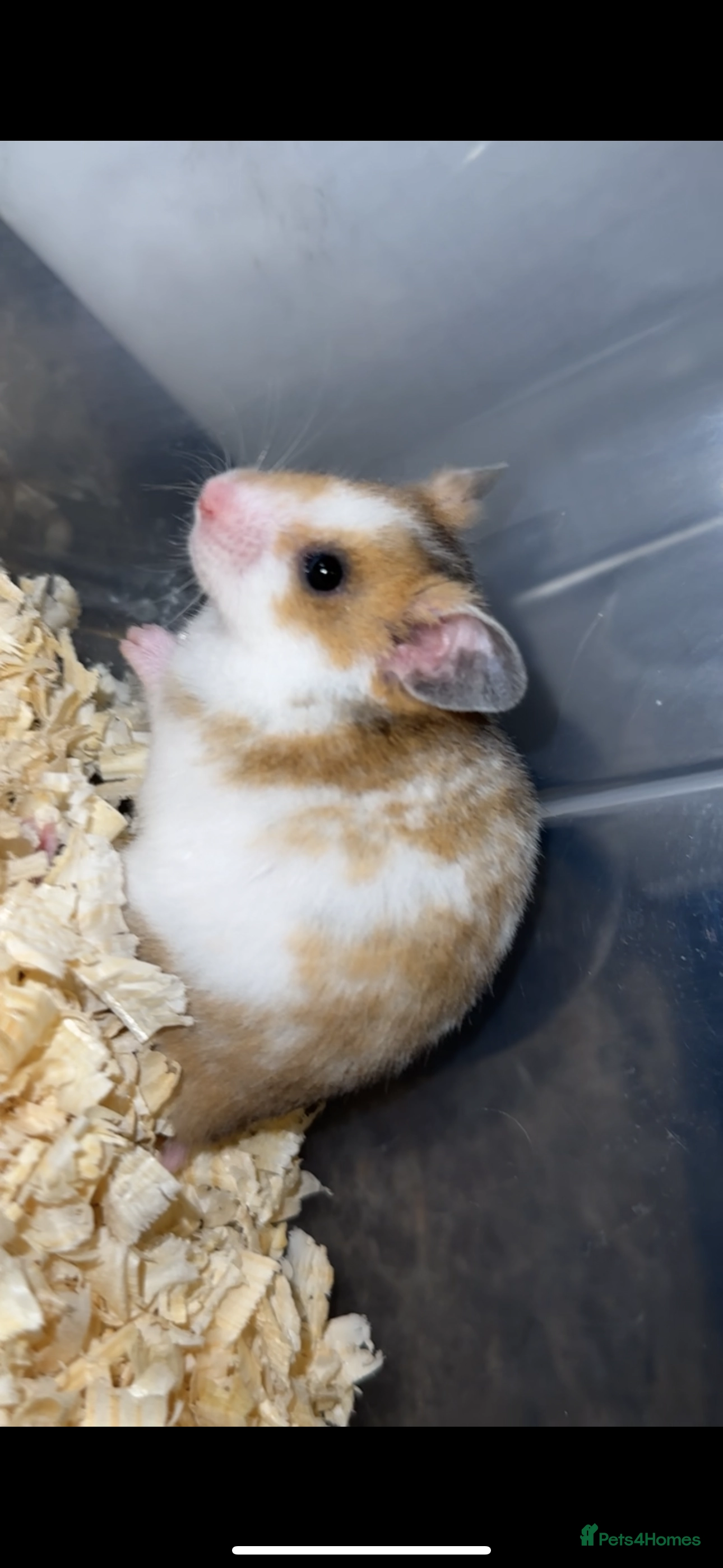 Understanding Hair Loss in Hamsters Causes and Solutions