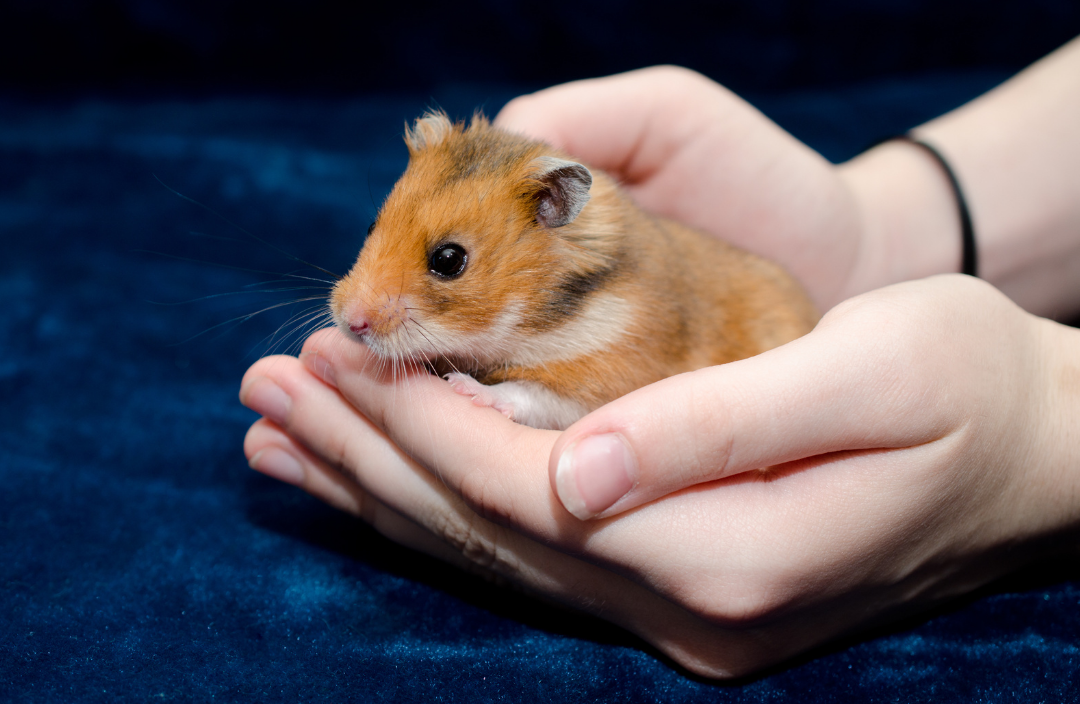 Understanding Hamster Weight Tips and Tricks