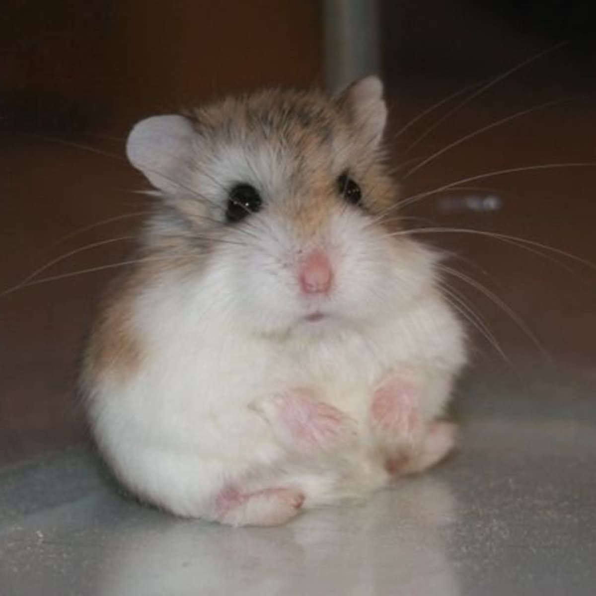 Understanding Hamster Weight Tips and Tricks