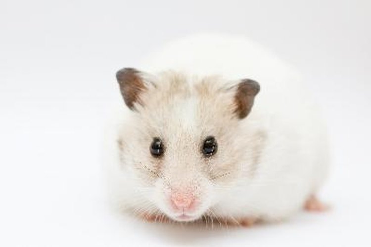 A Tiny Heart with a Big Beat Understanding Hamster Heart Rate