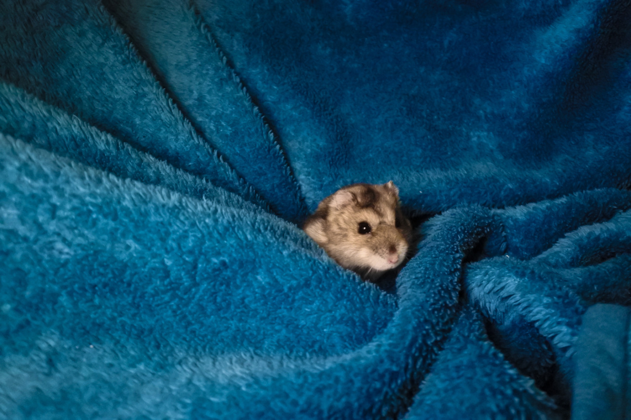 Black Hamster Names A Guide to Finding the Perfect Moniker