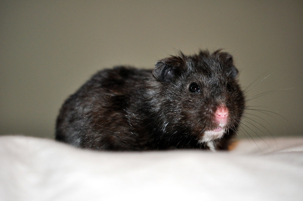 Black Hamster Names A Guide to Finding the Perfect Moniker