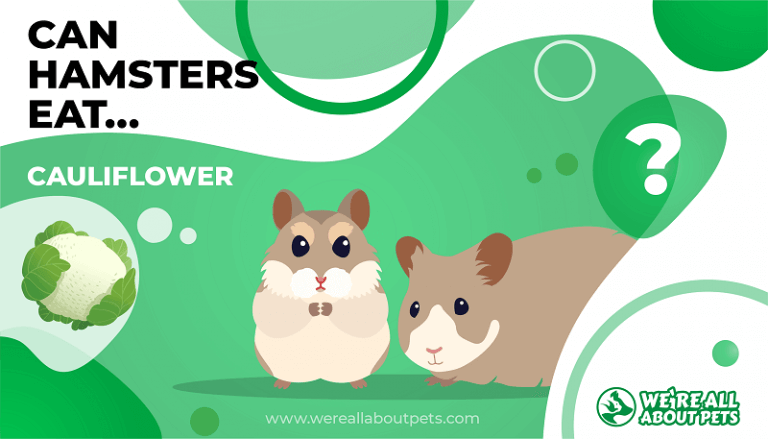 Black Hamster Names A Guide to Finding the Perfect Moniker