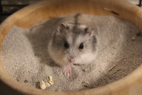 Can a Bath Kill a Hamster? A Comprehensive Guide to Hamster Bathing