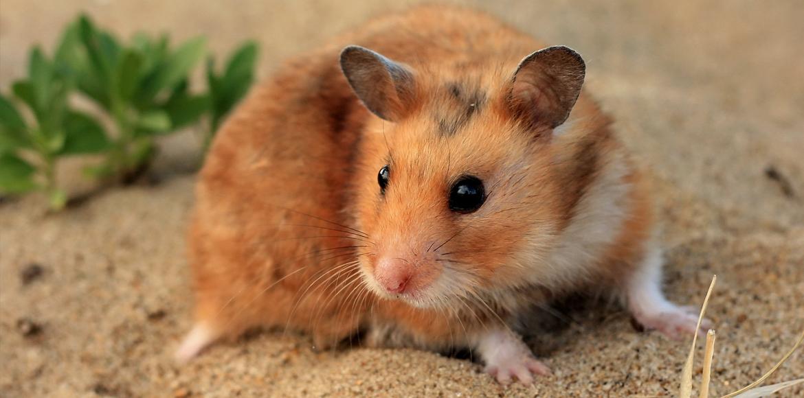 Can a Bath Kill a Hamster? A Comprehensive Guide to Hamster Bathing