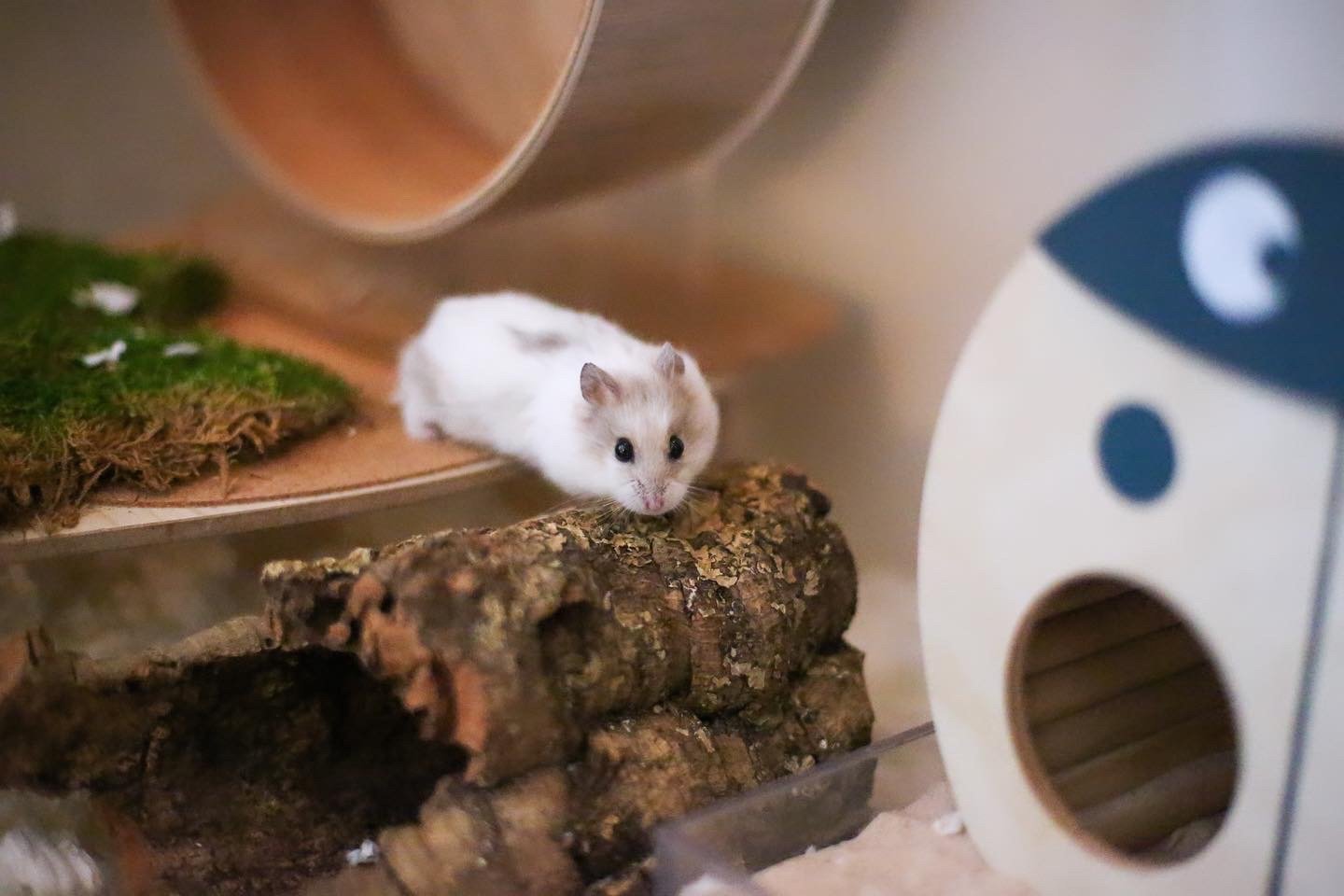 Can a Bath Kill a Hamster? A Comprehensive Guide to Hamster Bathing