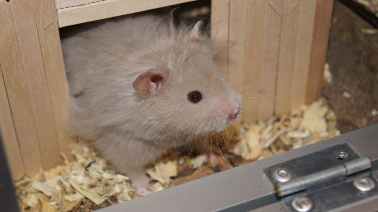 Can Hamsters Eat Bananas? A Guide to Safe Treats