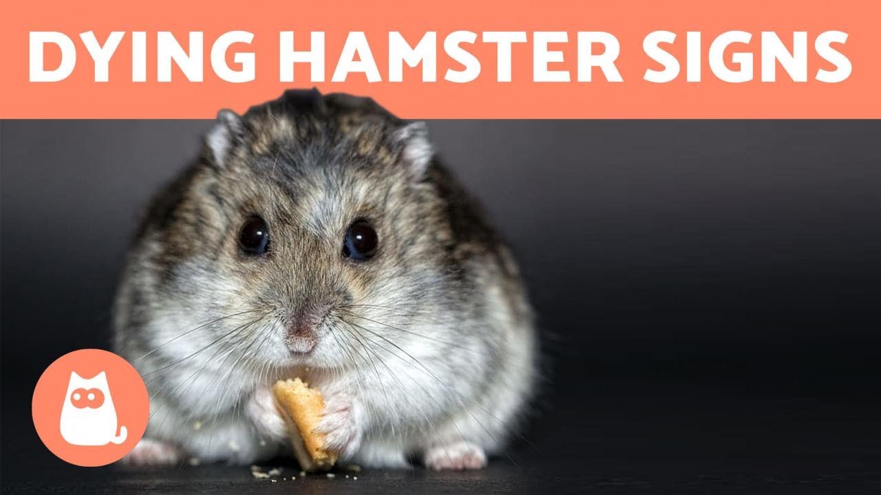 Can Hamsters Eat Bananas? A Guide to Safe Treats