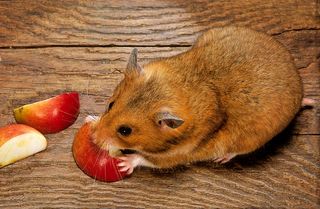 Can Hamsters Eat Bananas? A Guide to Safe Treats