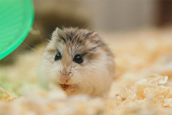 Can Hamsters Eat Carrots?  for Hamster Owners