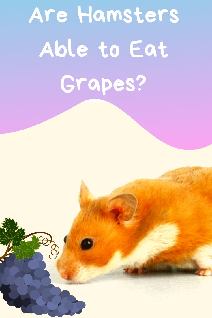 Can Hamsters Eat Carrots?  for Hamster Owners