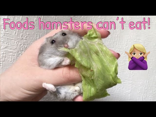 Can Hamsters Eat Cheese? A Comprehensive Guide