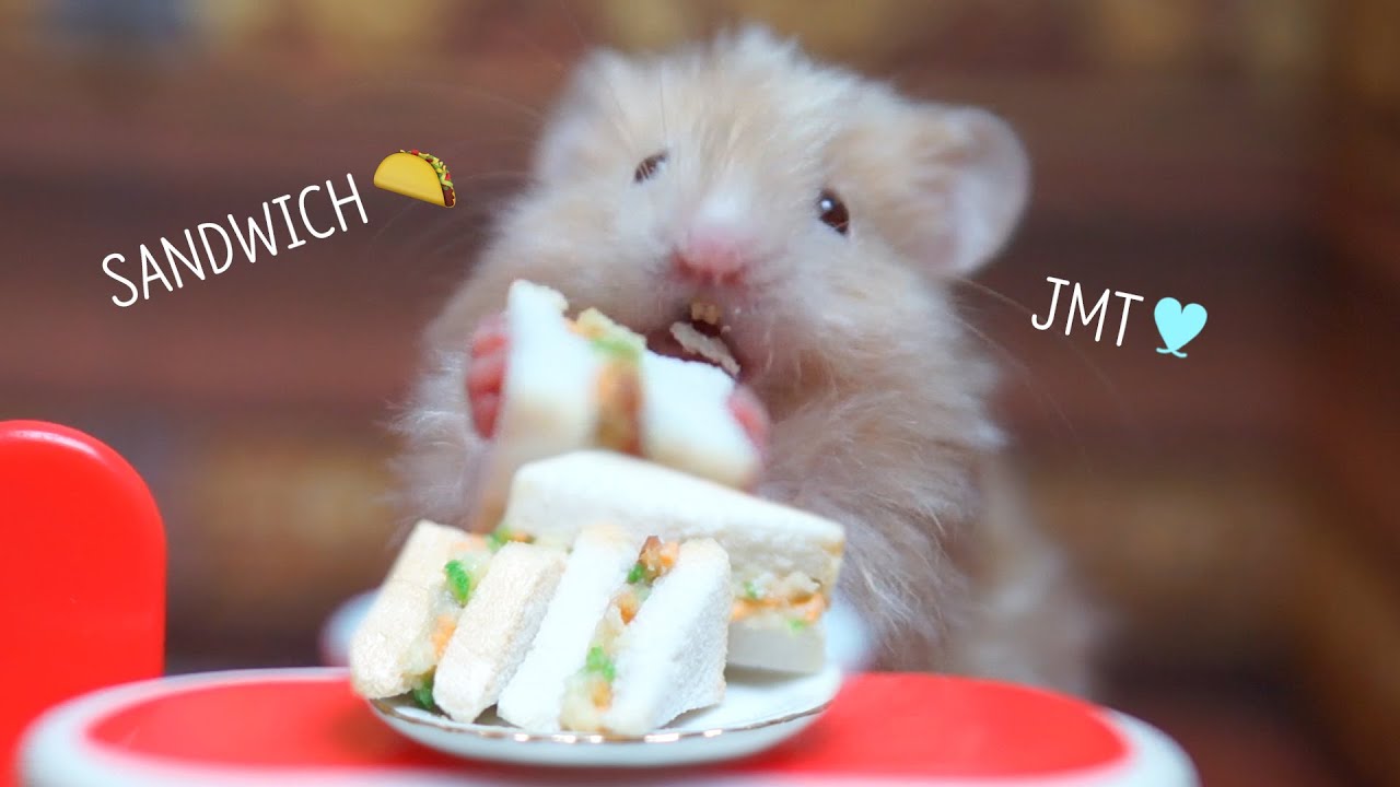 Can Hamsters Eat Cheese? A Comprehensive Guide