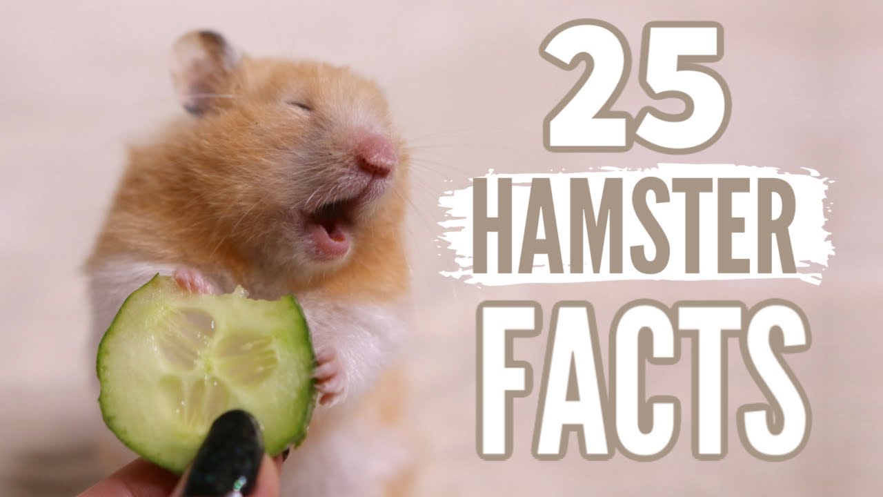 Can Hamsters Eat Cucumber? A Comprehensive Guide