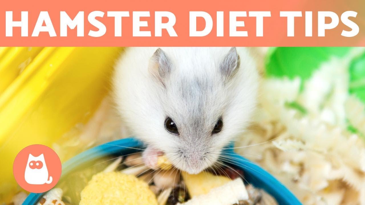 Can Hamsters Eat Cucumber? A Comprehensive Guide