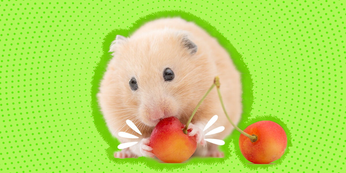 Can Hamsters Eat Strawberries? A Comprehensive Guide to Strawberry Safety for Your Furry Friend