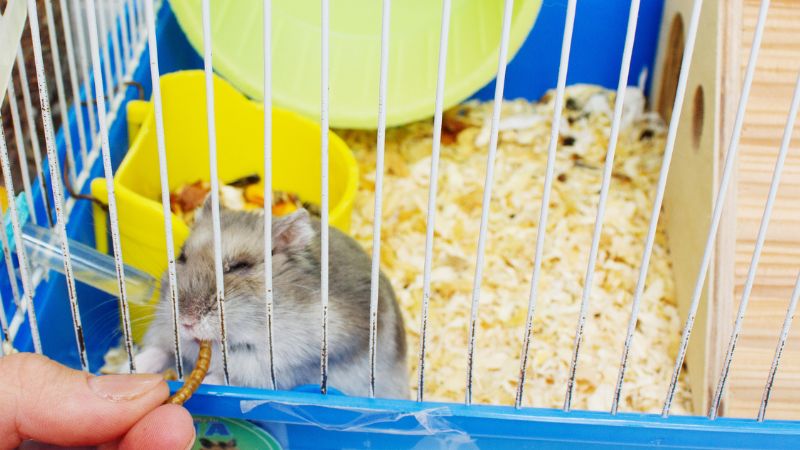 Can Hamsters Eat Strawberries? A Comprehensive Guide to Strawberry Safety for Your Furry Friend