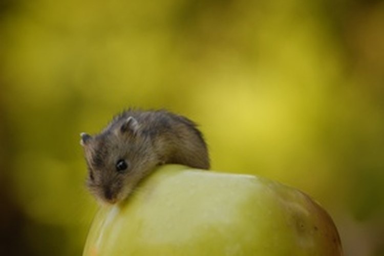 Can Hamsters Eat Strawberries? A Comprehensive Guide to Strawberry Safety for Your Furry Friend