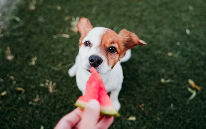 Can Hamsters Eat Watermelon? A Refreshing Debate