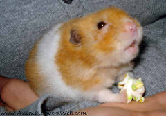 Can Hamsters Eat Zucchini? A Comprehensive Guide to This Popular Veggie