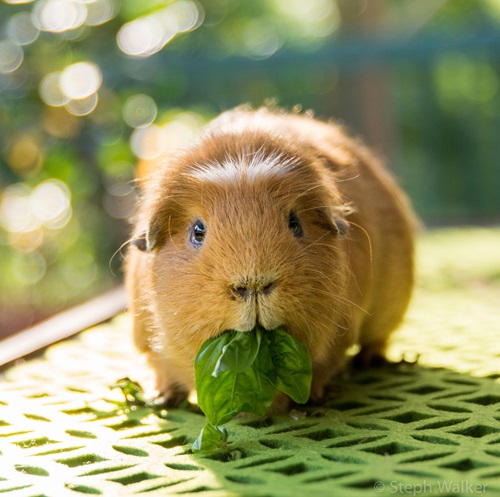 Can Hamsters Eat Zucchini? A Comprehensive Guide to This Popular Veggie