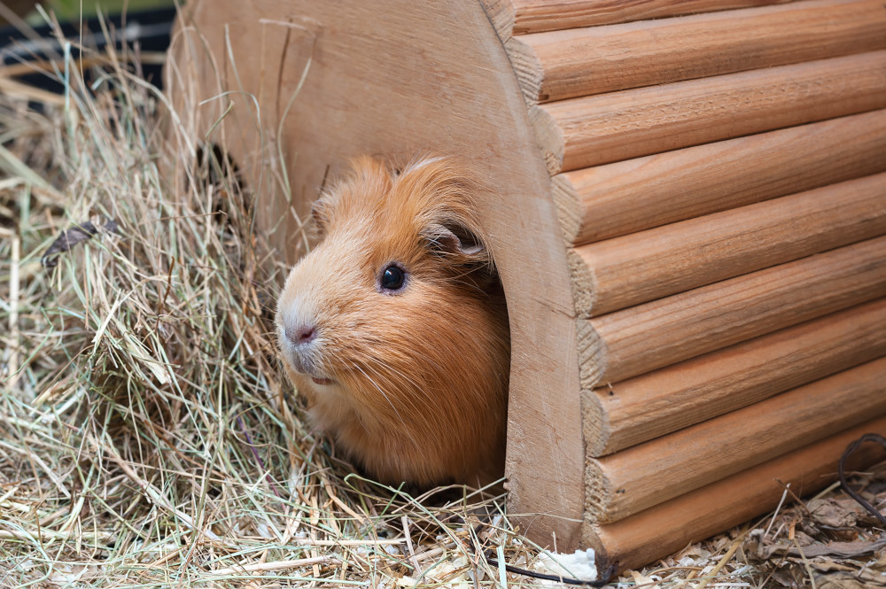 Can Hamsters Eat Zucchini? A Comprehensive Guide to This Popular Veggie