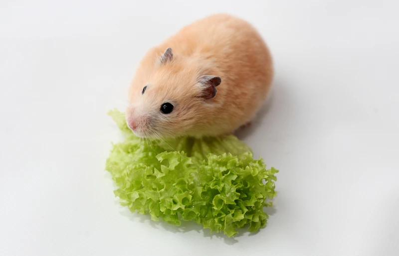 Can Hamsters Eat Zucchini? A Comprehensive Guide to This Popular Veggie